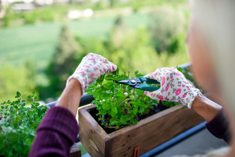 Growing Herbs on a balcony