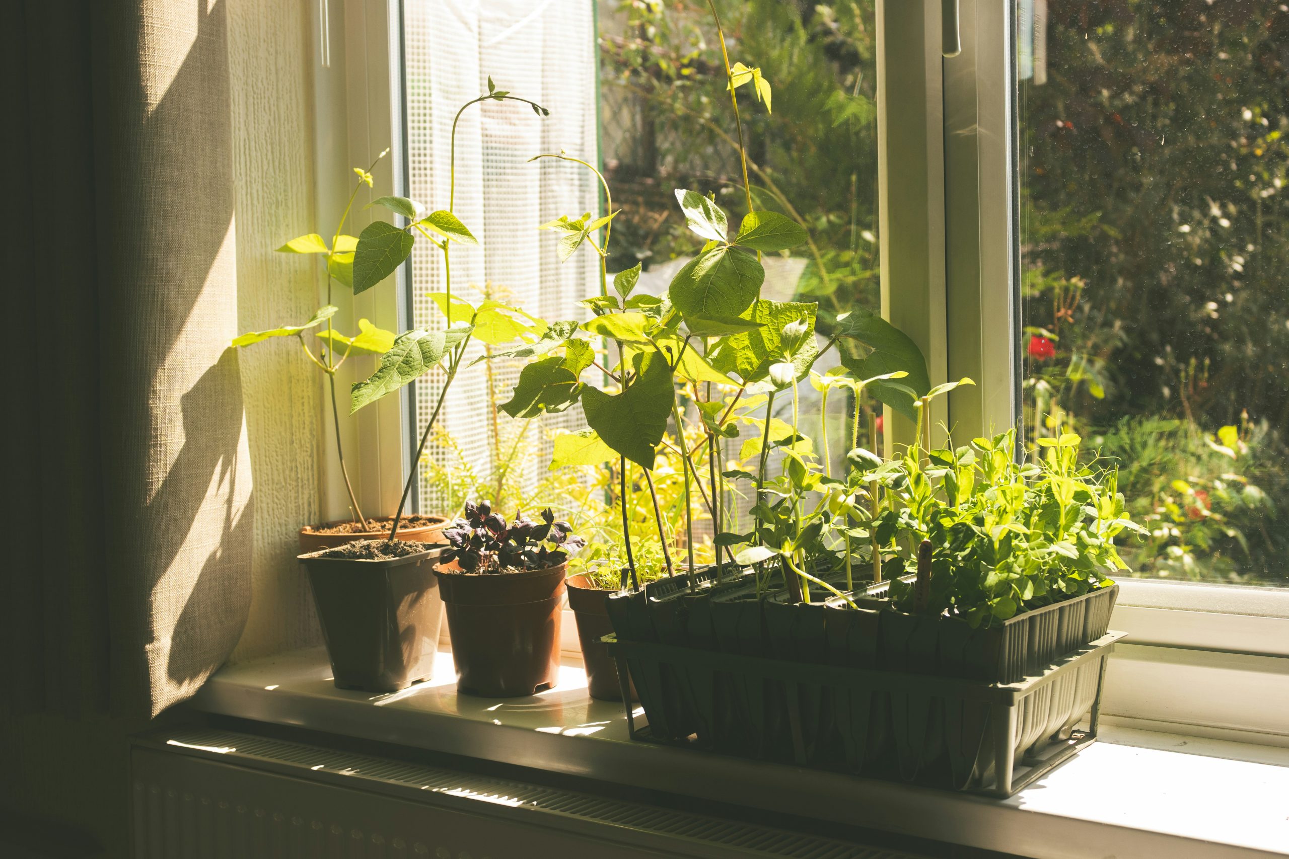 Homesteading on an apartment windowsill