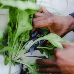 Hands harvesting fresh herbs from a garden