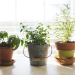 Herbs growing in small pots on a bright windowsill