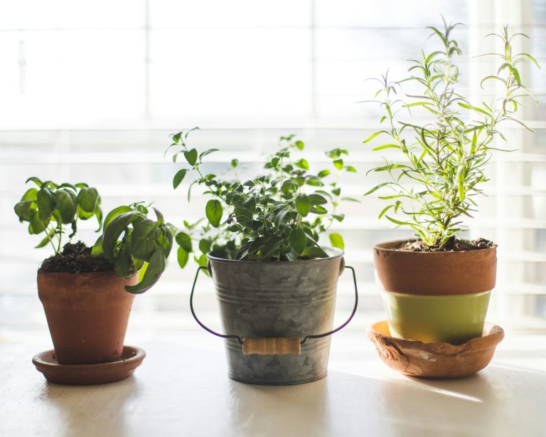 Homesteading for Renters: What You Can Actually Do Without Owning Land