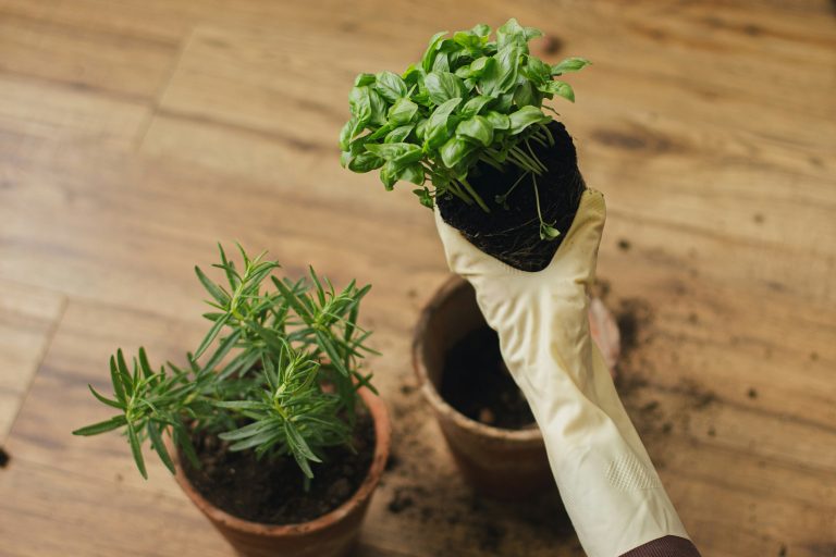 How to Grow Herbs Indoors in an Apartment (Even Without a Sun-Facing Window)